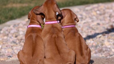 Rhodéský ridgeback