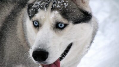 Sibiřský husky