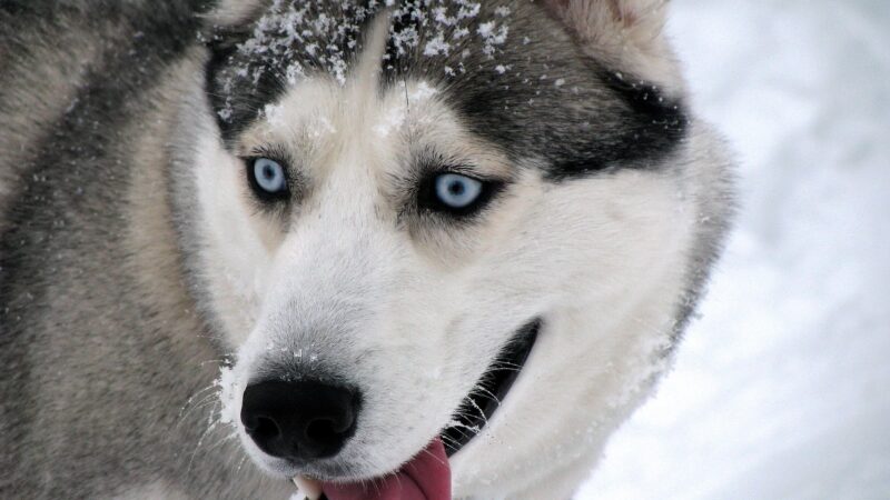 Sibiřský husky