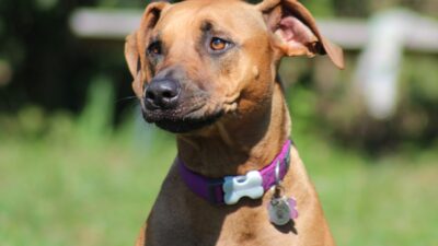 Rhodéský ridgeback