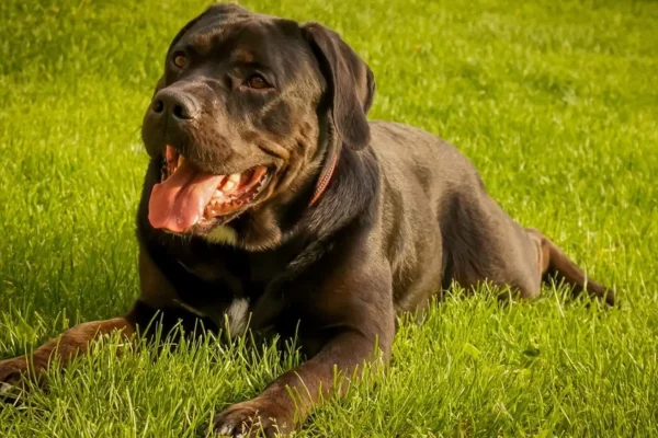 Cane Corso