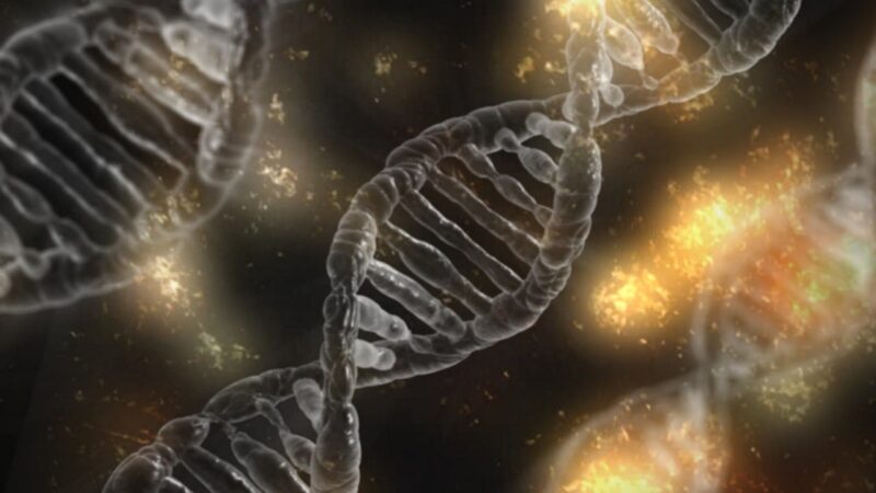 DNA profily psů ISAG