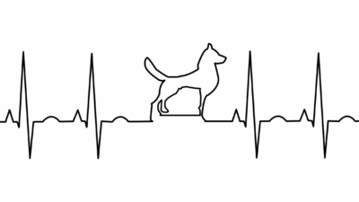 EKG křivka srdce