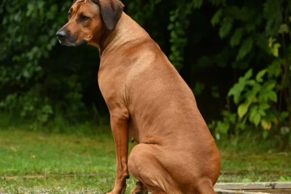 Lionhound