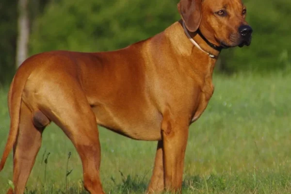 Rhodéský ridgeback