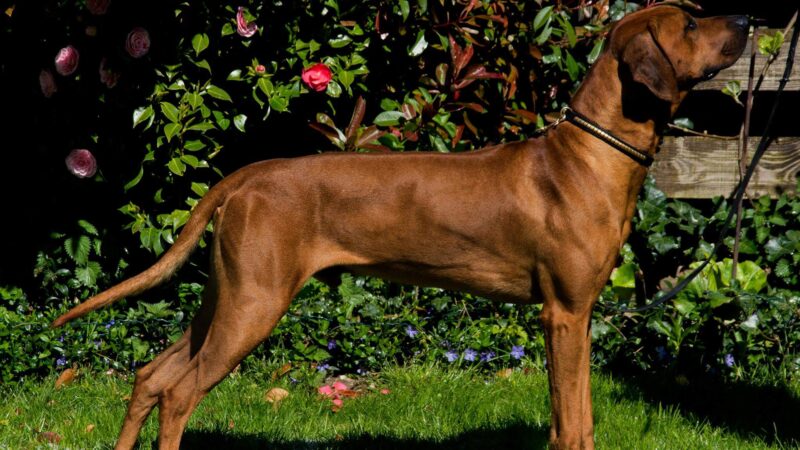 Rhodéský ridgeback