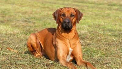 Rhodéský ridgeback
