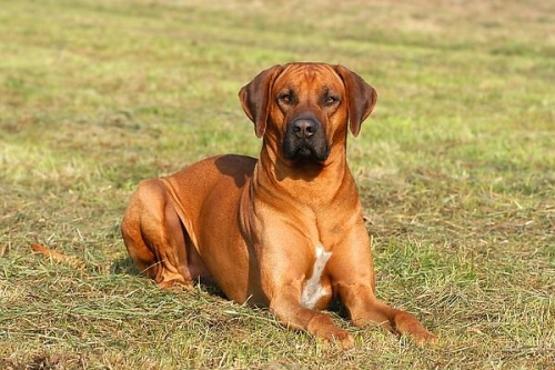 Rhodéský ridgeback