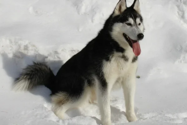 Sibiřský husky