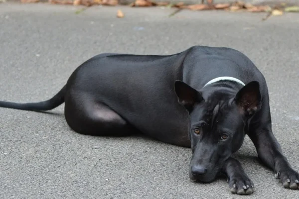 Thajský ridgeback