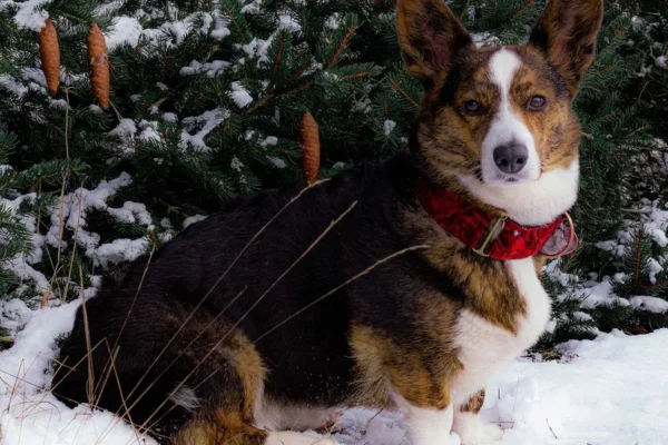 Welsh Corgi Cardigan