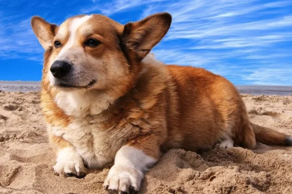 Welsh Corgi Pembroke