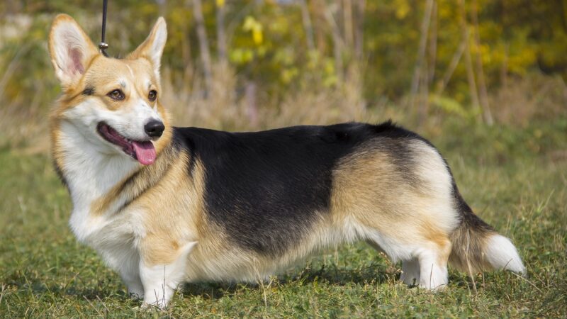 Welsh corgi pembroke